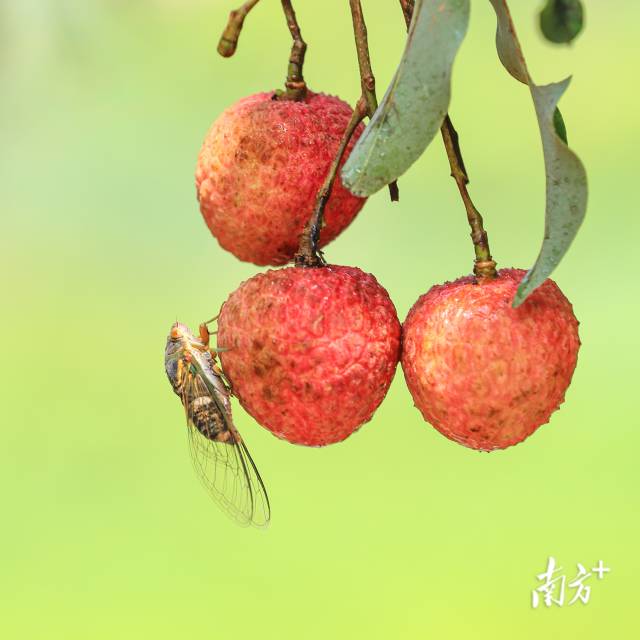 文化中国行·夏至丨最长白昼启盛夏，蝉鸣深处荔枝甜