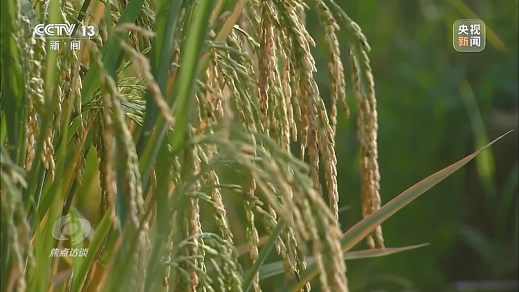 焦点访谈丨如何扎实推进乡村全面振兴?深化改革是关键