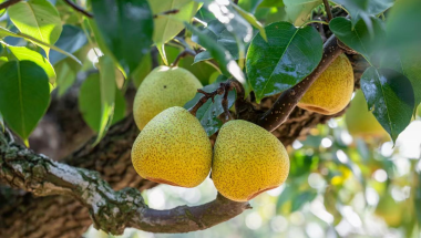 2025 라이양 '궁리(贡梨)' 수확절 및 라이양 배왕 선발대회 개막_fororder_03a12ee1852b4f7f94829cdf24c2bad6.1267x845