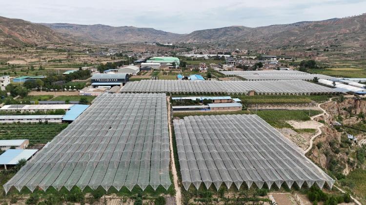 天水甘谷：有机种植赋能果品产业 生态理念引领健康未来