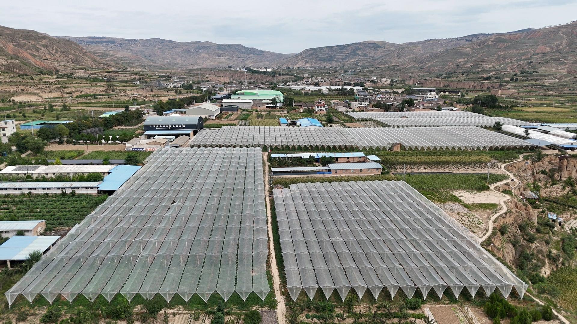 天水甘谷：有机种植赋能果品产业 生态理念引领健康未来