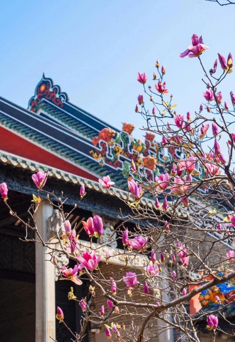 文化中国行·文博日历丨早春玉兰开 一起到全国古迹去追花（附打卡攻略）