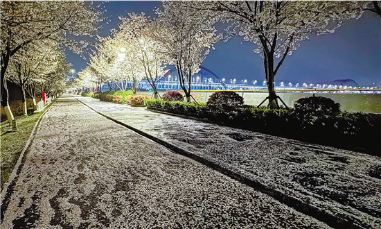 杭州樱花跑道 今年落樱不扫_fororder_qjwb20250328a0001v01b008