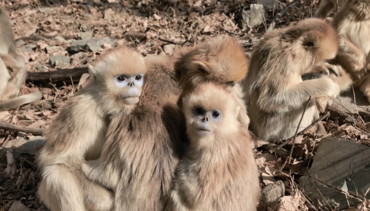 新春走基层丨秦岭深处护林人