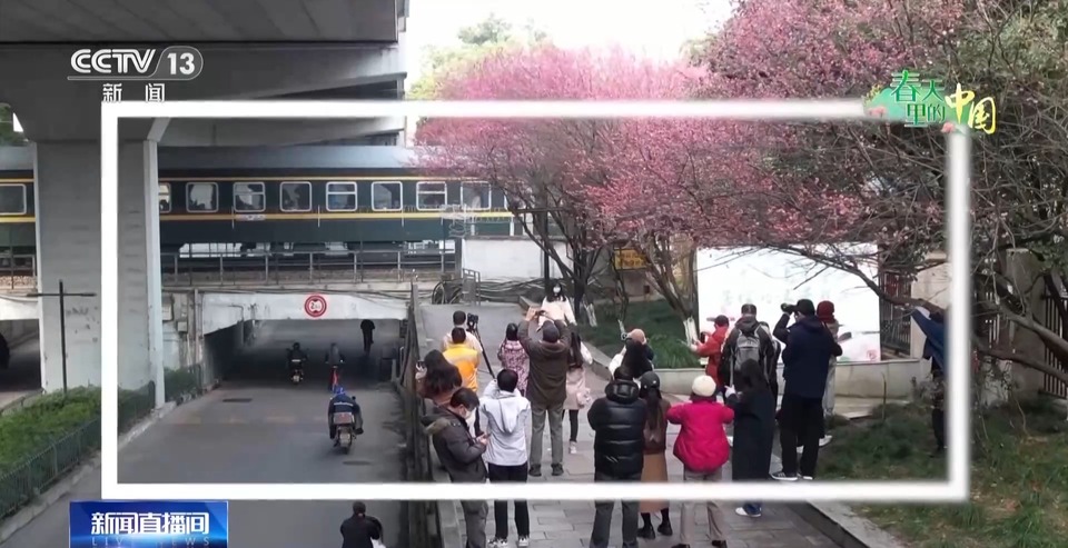 春日限定花海上线 赶紧来这些宝藏地打卡吧