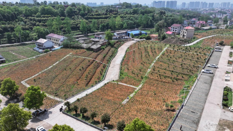 邵阳市北塔区发展中药材种植 拓宽群众致富路_fororder_2