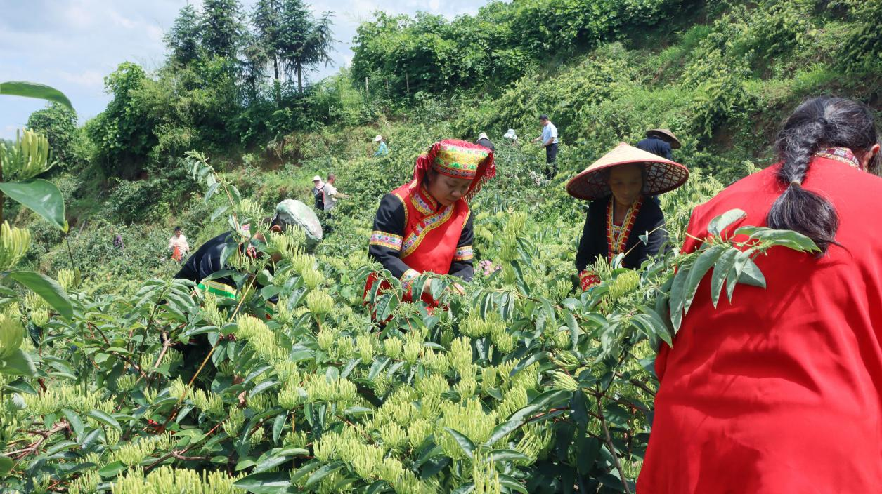 湖南新宁“金花”帮助群众增收致富_fororder_图片1