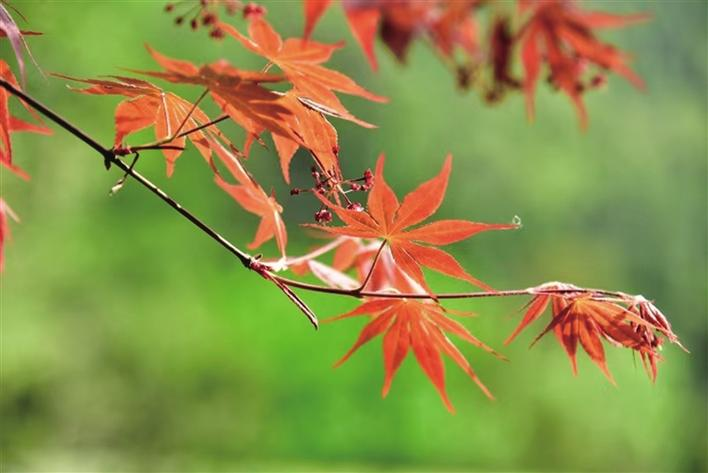 夏游张家界黄龙洞， 邂逅别样 “枫” 情_fororder_微信图片_2