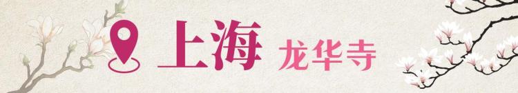 文化中国行·文博日历丨早春玉兰开 一起到全国古迹去追花（附打卡攻略）