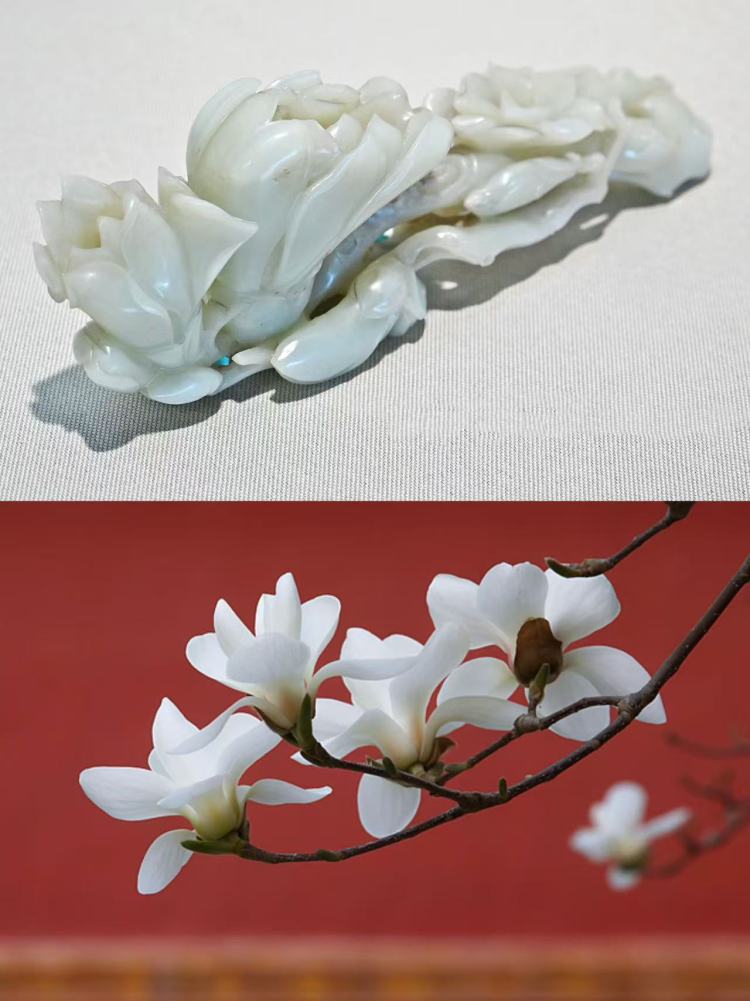 文化中国行·文博日历丨早春玉兰开 一起到全国古迹去追花（附打卡攻略）