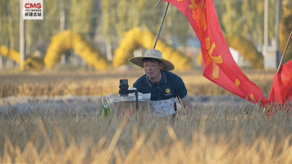 新疆温宿：沙漠边上稻花香！3万亩水稻喜丰收！