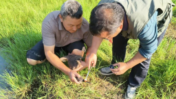 “濒危”海南鳽误入鸭棚 湖南崀山续写36小时生态守护温情故事