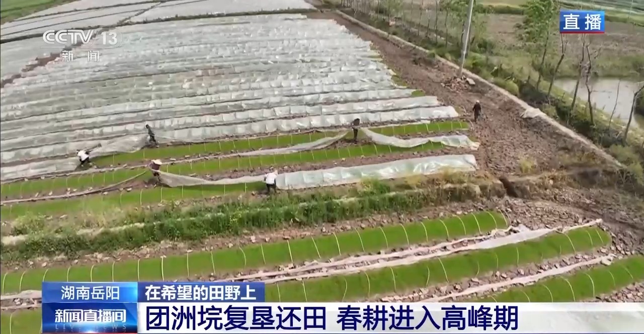 湖南华容团洲垸复垦还田 春耕进入高峰期