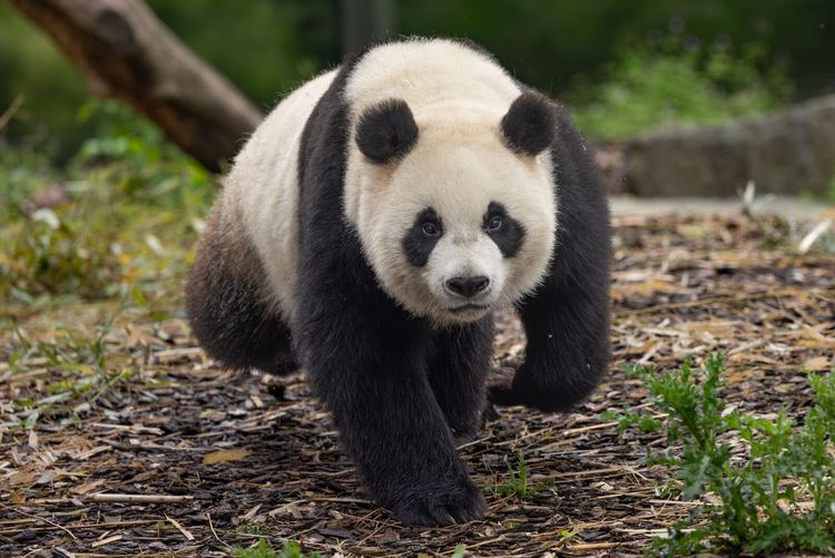 资讯有故事｜旅比大熊猫的饲养员刘洋：“我对它们产生了情感上的依赖和羁绊”