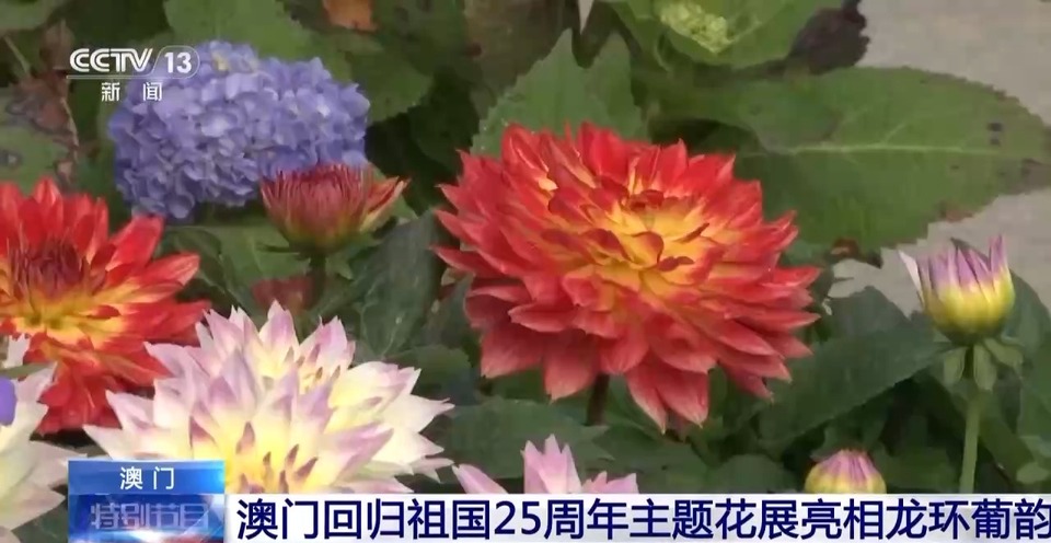 和我在澳门的街头走一走 感受多元文化魅力