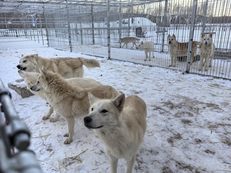 12月22日，来鄂尔多斯野生动物园体验欢乐冰雪季