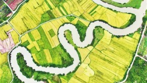 稻谷飘香 风景如画