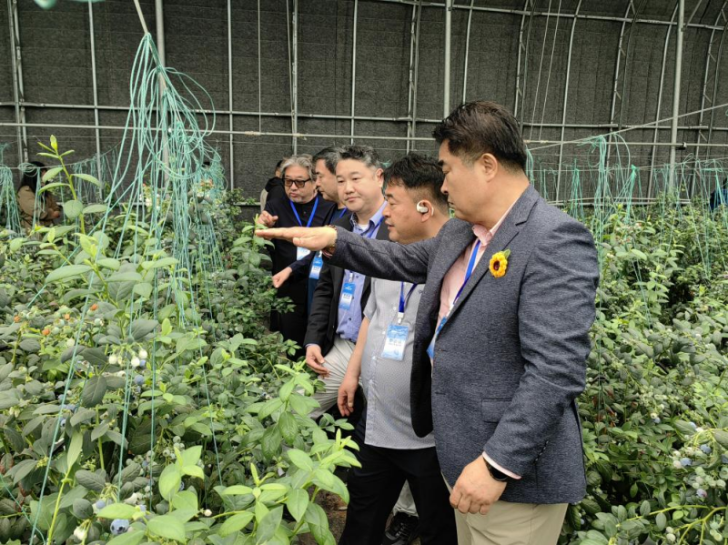 [Hi,Shandong]블루베리에서 산업사슬 전반으로 농촌진흥 이끌어_fororder_图片 1