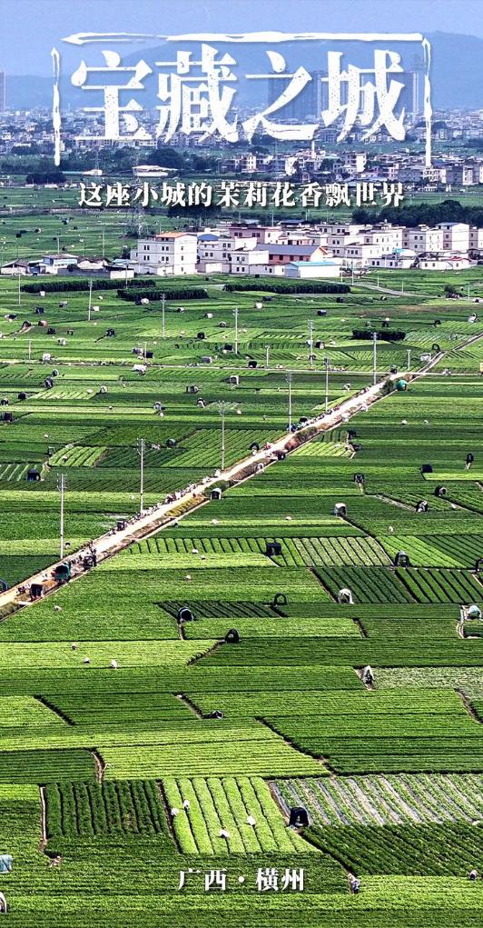 宝藏之城丨这座小城的茉莉花香飘世界