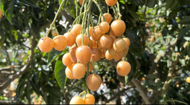 文化中国行·夏至丨最长白昼启盛夏，蝉鸣深处荔枝甜