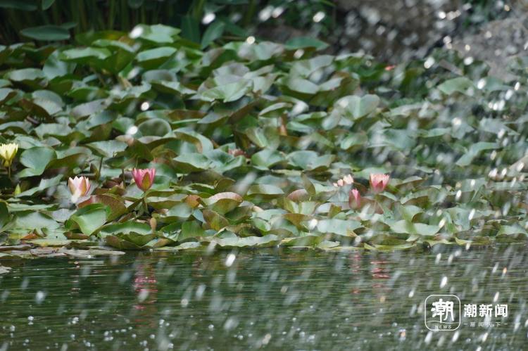 好运“莲莲”！杭州小区池塘的罕见双色睡莲盛开