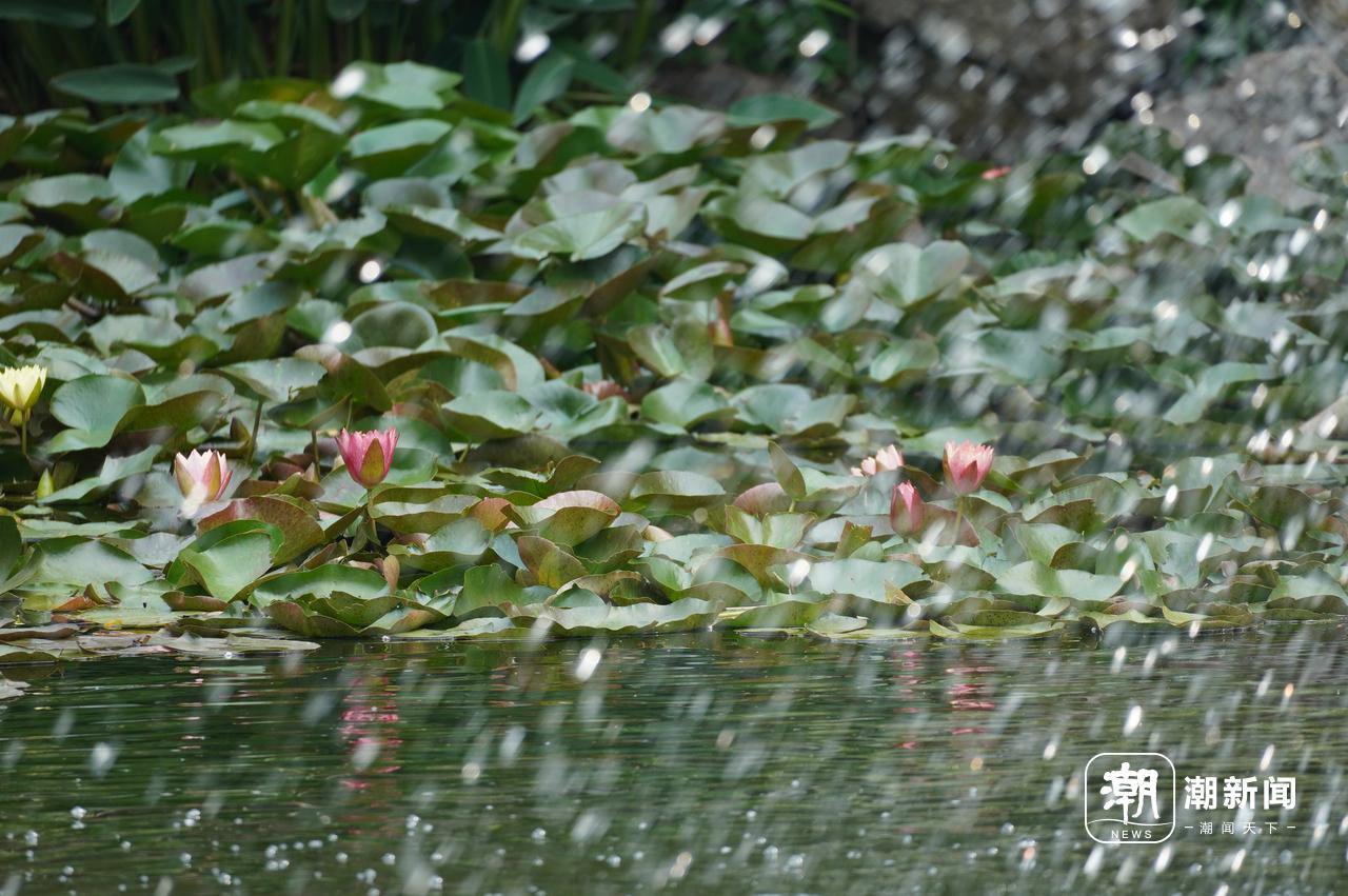 好运“莲莲”！杭州小区池塘的罕见双色睡莲盛开
