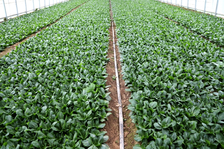 天水市清水县永清镇：“菜园子”充实农户“钱袋子”_fororder_IMG_0625_副本_20251106104035_AI看图