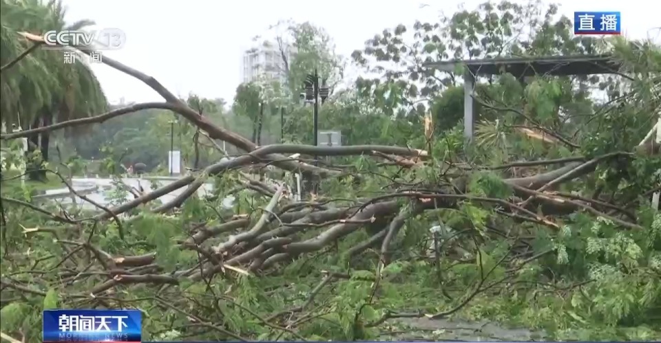 台风过境 广东阳江5万多棵树木损毁 多部门保道路畅通