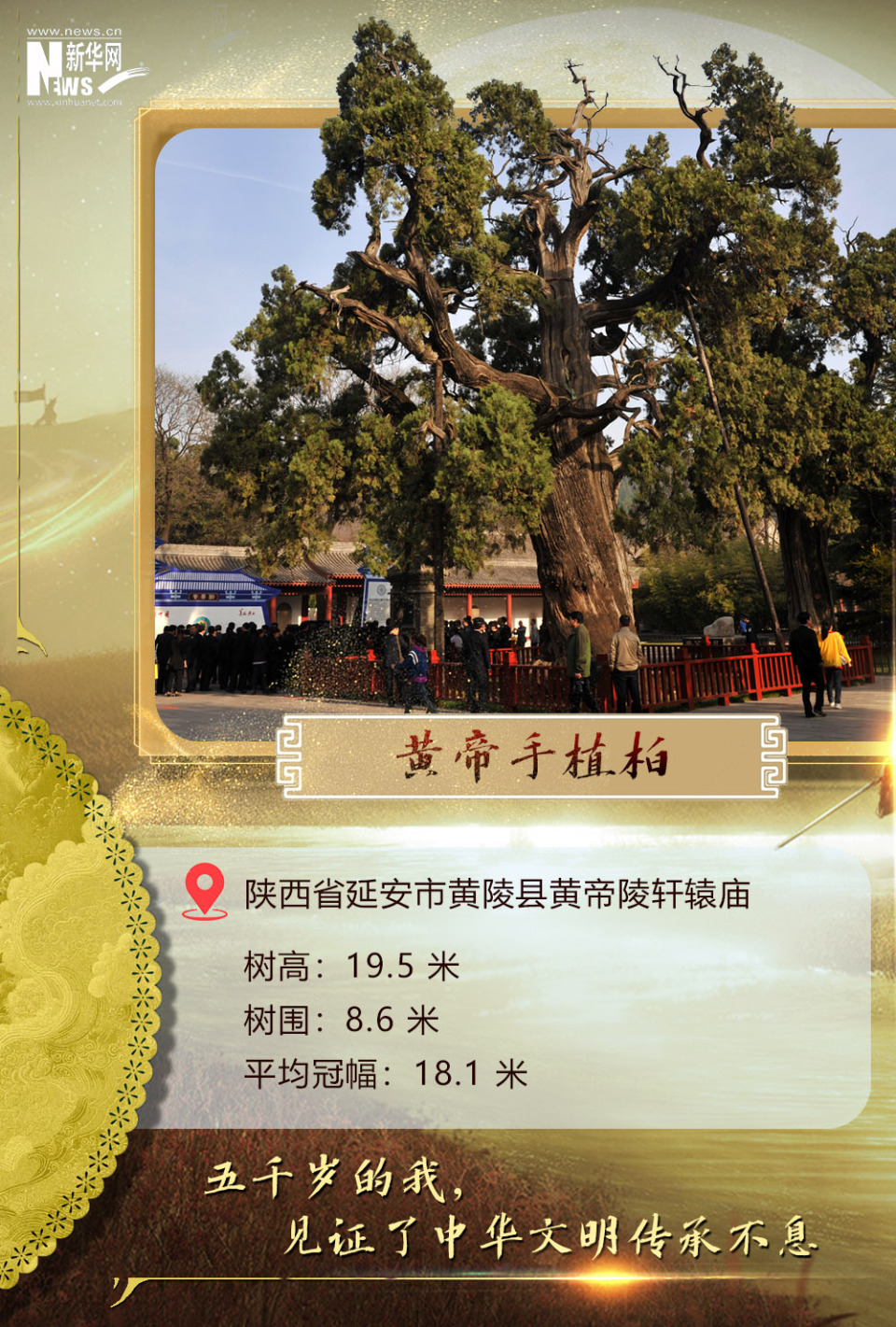 树载千秋·同根同祖丨5000岁古树下感受中华文明生生不息