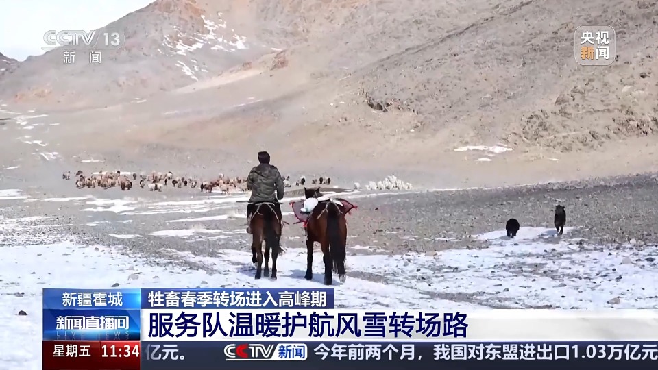 前方到站春牧场 牛羊坐卡车转场 每张“车票”补贴10元