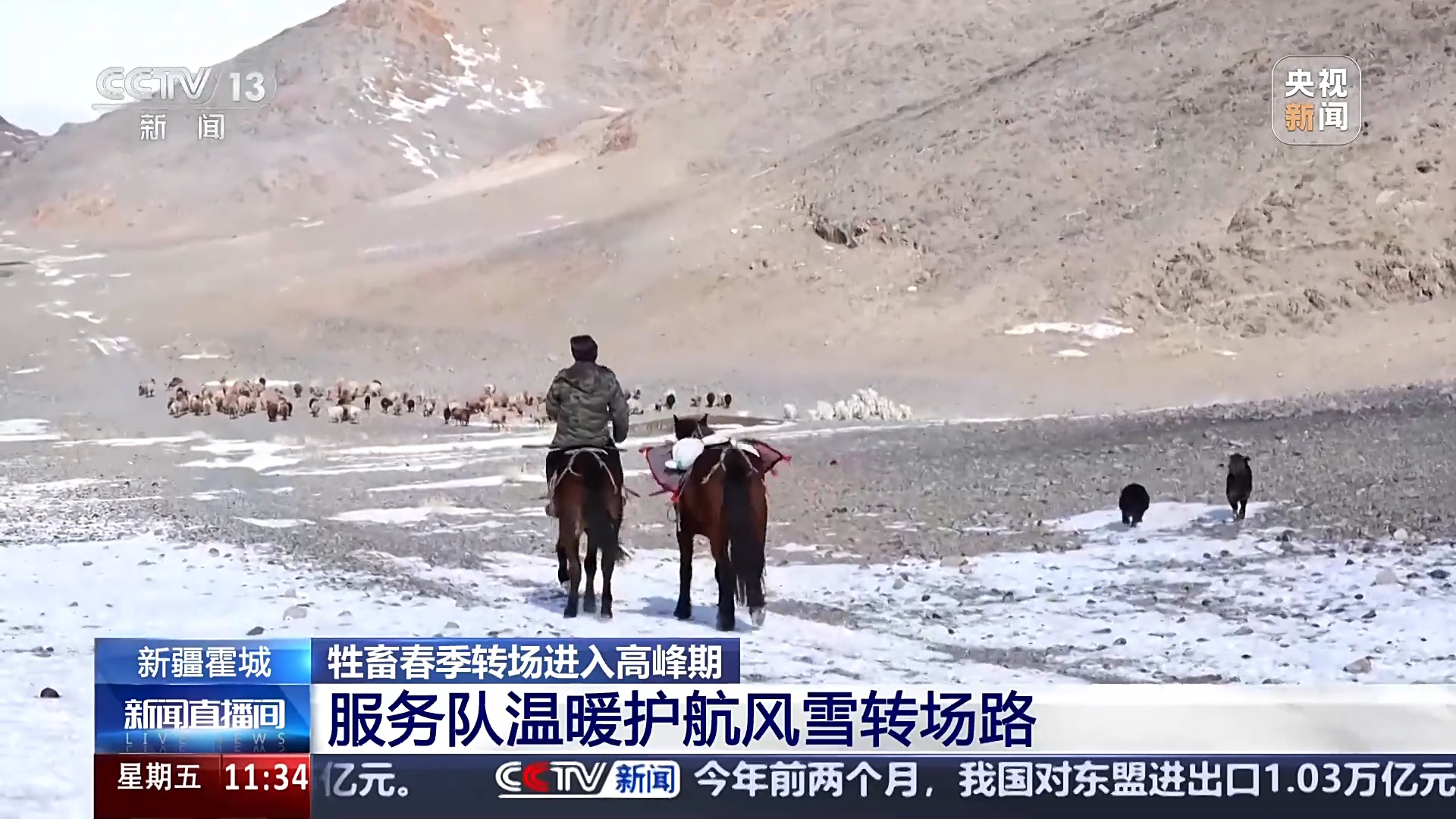 前方到站春牧场 牛羊坐卡车转场 每张“车票”补贴10元