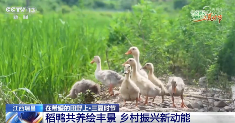 “机械+科技”、稻鸭共养、移动菇房 “智慧”引擎激活乡村振兴新动能