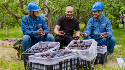 State Grid Zhangye Power Supply Company: Electricity Empowers Plum Industry