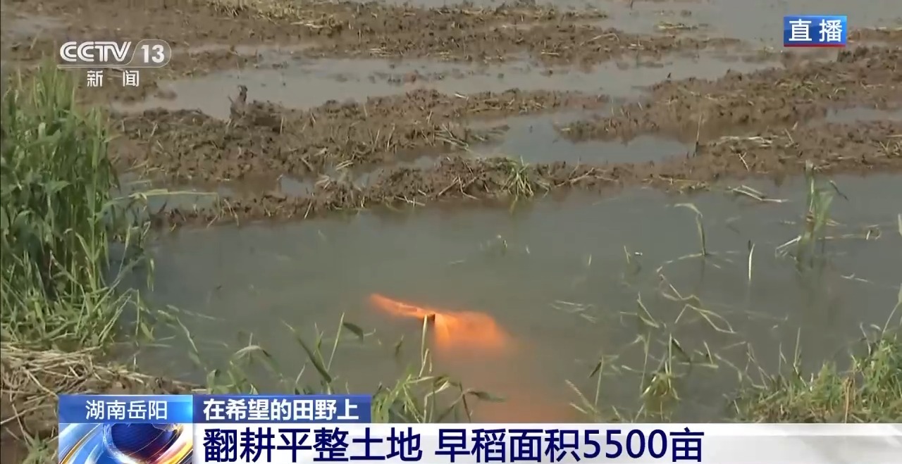 湖南华容团洲垸复垦还田 春耕进入高峰期