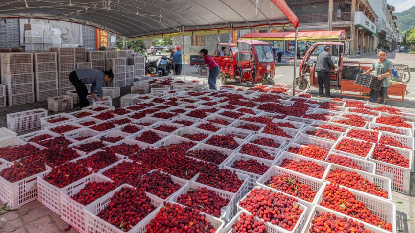 Luodian, Guizhou: Bayberry Welcome a Bumper Harvest