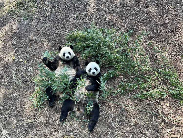 资讯有故事｜旅比大熊猫的饲养员刘洋：“我对它们产生了情感上的依赖和羁绊”