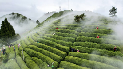 Duyun Maojian Tea Promotion Event Held
