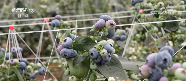 各地冬日果蔬供应量足价稳 丰富节日期间百姓“菜篮子”“果盘子”