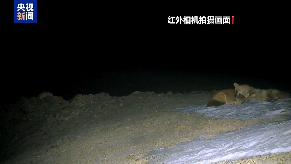求偶热舞、猛兽撒糖、雨林遛娃……地球频道的动物顶流都在这→
