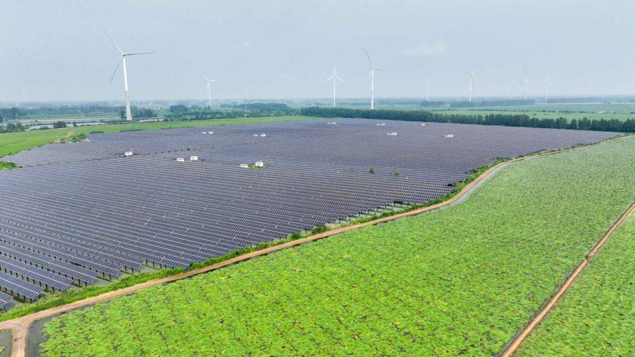 International Student Explores Green Secrets of "Agrophotovoltaics" in Euryale Ferox Fields_fororder_图片34