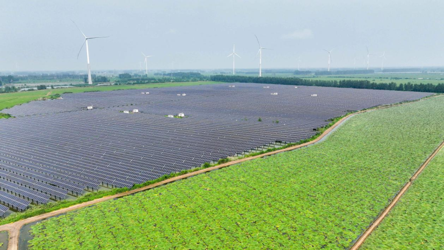 International Student Explores Green Secrets of "Agrophotovoltaics" in Euryale Ferox Fields_fororder_图片34