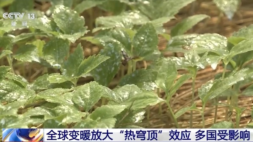 多国气温破纪录 大气环流异常导致极端高温天气