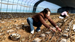 天水市清水县：羊肚菌喜获丰收 特色产业助农增收
