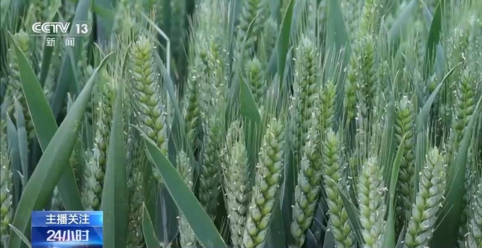 春意浓，农事兴 多地春耕春播有序进行中