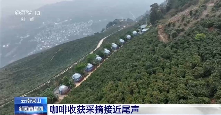 “左手咖啡右手茶” 两张产业名片助力云南经济腾飞