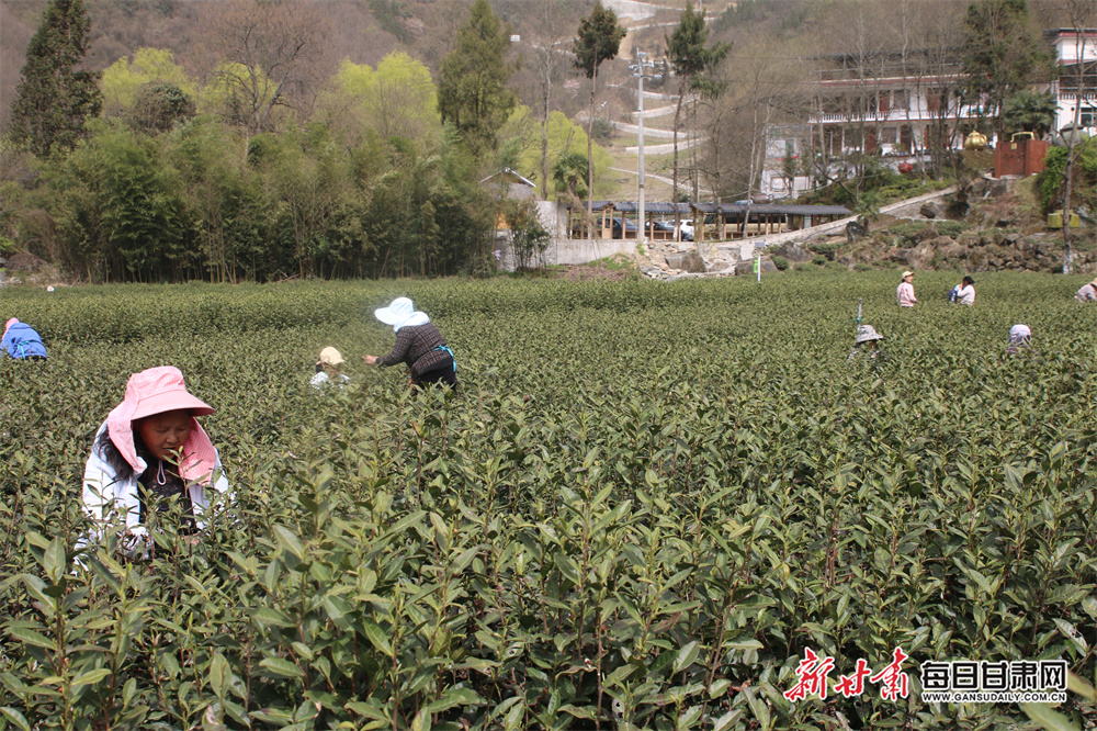 品春天第一缕茶香陇南文县明前茶开采_fororder_6