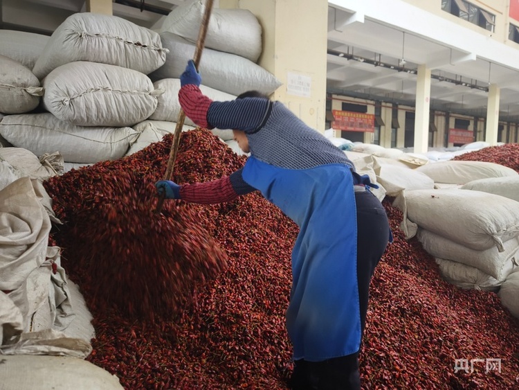 高质量发展看中国|黔北小辣椒 “辣”动致富大产业