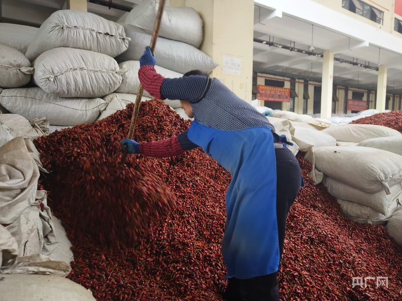 高质量发展看中国|黔北小辣椒 “辣”动致富大产业