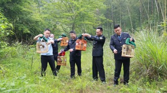 湖南南山国家公园候选区放归五只国家二级重点保护野生动物画眉鸟