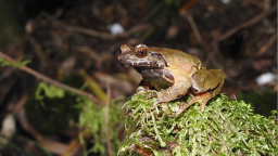 湖南南山国家公园候选区发现角蟾新物种“悠然角蟾”